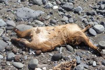 Restos de sacrificios animales en la costa teldense de Jinámar/TA.